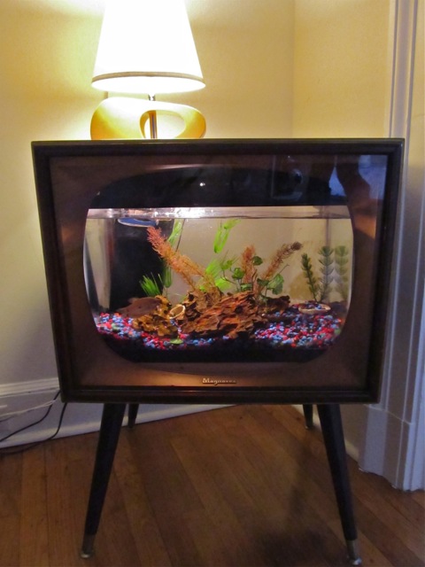 TV re-purposed as an aquarium