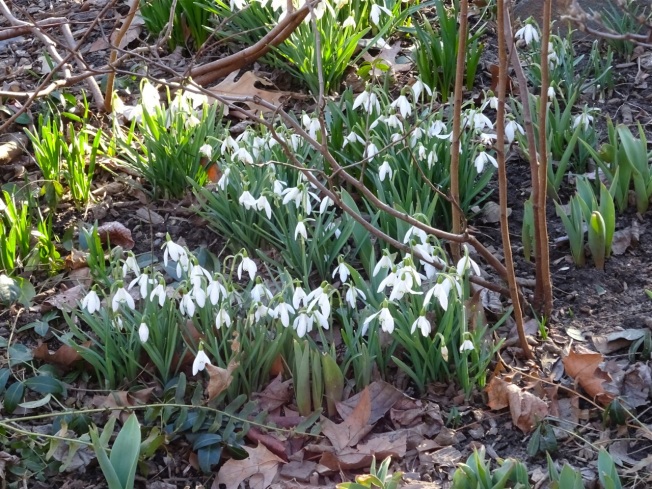 Snowdrops in Central Park