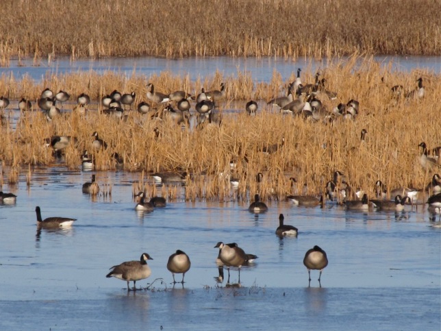 Squaw Creek/Loess Bluffs - Geese - ice in winter